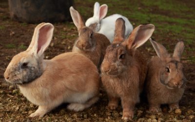 Urgent message regarding the rabbits and RHDV2